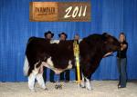 1GRP0650_Ch MA Bull[1].jpg